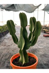 Euphorbia İngens