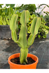 Euphorbia İngens