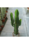 Euphorbia Ingens (candelabra Tree) Sukulent Tohumu