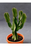 Euphorbia İngens