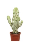 euphorbia ingens variegata büyük
