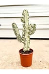 euphorbia ingens variegata büyük