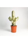 Euphorbia Ingens Variegata Marmorata Kaktüs 50-60cm