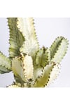 Euphorbia Ingens Variegata Marmorata Kaktüs 50-60cm