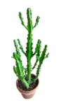 Euphorbia Najuneranatanii - 90 Cm