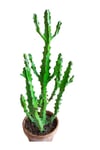 Euphorbia Najuneranatanii - 90 Cm