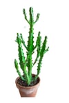 Euphorbia Najuneranatanii - 90 Cm