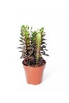 Euphorbia Trigona Rubra - Kırmızı Süt Ağacı - Ev Ofis Salon Iç Mekan Bitkisi - 15 Cm