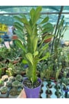Euphorbia Trigona Süt Ağacı 5.5saksılı