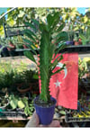 Euphorbia Trigona Süt Ağacı 5.5saksılı