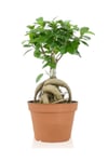 Ficus Gingseng Bonsai Ağacı Saksı Çapı Boyu 30-45 Cm