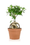 Ficus Gingseng Bonsai Ağacı Saksı Çapı Boyu 30-45 Cm