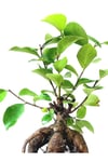 Ficus Ginseng Bonsai 8,5 Saksıda