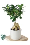 Ficus Ginseng (bonsai Ağacı)