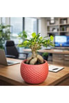 Ficus Ginseng Bonsai Canlı Bitki – Kırmızı Dekoratif Saksılı Mini Ağaç Ofis ve Salon İçin