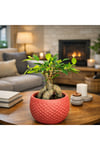 Ficus Ginseng Bonsai Canlı Bitki – Kırmızı Dekoratif Saksılı Mini Ağaç Ofis ve Salon İçin