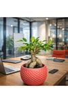 Ficus Ginseng Bonsai Canlı Bitki – Kırmızı Dekoratif Saksılı Mini Ağaç Ofis ve Salon İçin