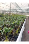 Ficus Ginseng Bonsai Canlı Bitki - Özel Formlu İthal Dekoratif Saksılı Ağaç - Ev Ofis Hediyesi