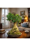 Ficus Ginseng Bonsai Canlı Bitki - Özel Formlu Dolgun Gövdeli Dekoratif Büyük Boy Bonsai Ağacı