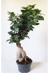 Ficus Ginseng Bonsai Ev Ofis Salon Bitkisi
