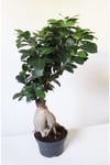 Ficus Ginseng Bonsai Ev Ofis Salon Bitkisi