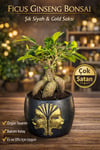 Ficus Ginseng Bonsai Gold Figürlü Siyah Saksı Dekoratif Mini Bonsai Ev Ofis Bitkisi