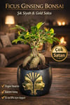 Ficus Ginseng Bonsai Gold Figürlü Siyah Saksı Dekoratif Mini Bonsai Ev Ofis Bitkisi