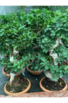 Ficus Ginseng Bonsai Orta Boy