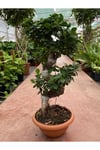 Ficus Ginseng Bonsai Orta Boy