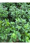 Ficus Ginseng Bonsai Orta Boy