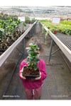 Ficus Ginseng Bonsai - Özel Tasarım Seramik Saksılı Canlı Bitki - Masa Üstü Egzotik Dekoratif Ağaç