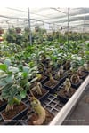 Ficus Ginseng Bonsai - Özel Tasarım Seramik Saksılı Canlı Bitki - Masa Üstü Egzotik Dekoratif Ağaç