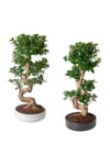 Ficus Ithal S Bonsai