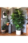 Ficus Lyrata Bambino Bitkisi 40 - 50 cm