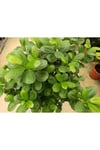 Ficus Maclome Braided Bitkisi ( İthal)