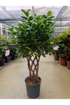 Ficus Maclome Braided Bitkisi ( İthal)