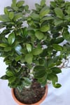 Ficus Microcarpa S Gövde 40-50 Cm (bonsai Ağacı)