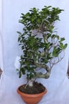 Ficus Microcarpa S Gövde 40-50 Cm (bonsai Ağacı)