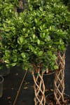 Ficus Microcarpa Sütun Örgü 60cm