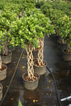 Ficus Microcarpa Sütun Örgü 60cm