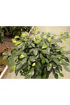 Ficus Sütun Örgü Bitkisi