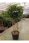 Ficus Sütun Örgü Bitkisi