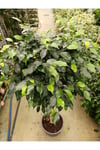 Ficus Tijli Bitkisi - Salon Bitkisi