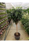 Ficus Tijli Bitkisi - Salon Bitkisi