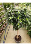 Ficus Tijli Bitkisi - Salon Bitkisi