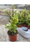 Fil Azığı - Portulacaria Afra Variegata - 1 Adet Sukulent - Teraryum Bit