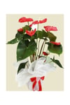 Flamingo Çiçeği Antoryum Anthurium & Kağıt Ambalajlı Saksıda Hediyelik Canlı Çiçek