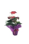 Flamingo Çiçeği Antoryum Anthurium & Mor Sarım Kırmızı Kurdele Saksıda Hediyelik Canlı Çiçek