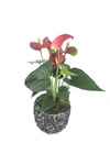 Flamingo Çiçeği Antoryum Anthurium & Siyah Magle Beton Saksıda Hediyelik Canlı Çiçek