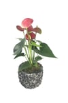 Flamingo Çiçeği Antoryum Anthurium & Siyah Magle Beton Saksıda Hediyelik Canlı Çiçek